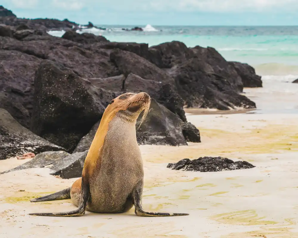 Tortugas gigantes en las Islas Galápagos